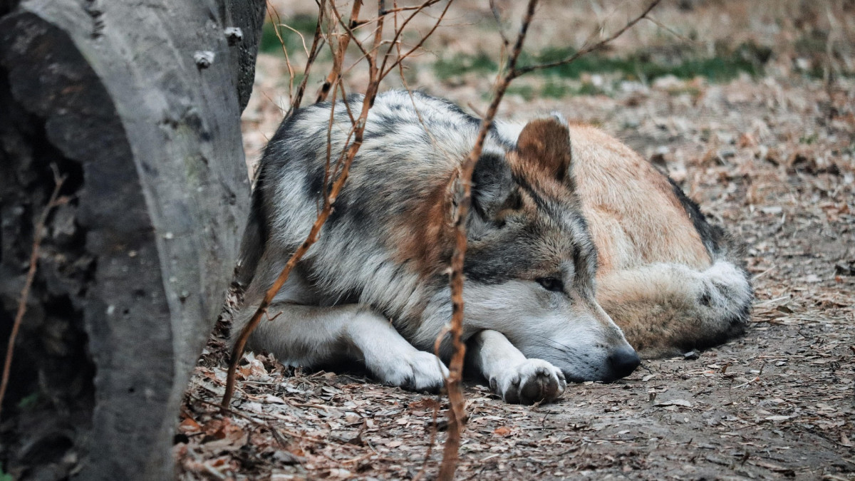 D-rfen-W-lfe-bald-gejagt-werden-