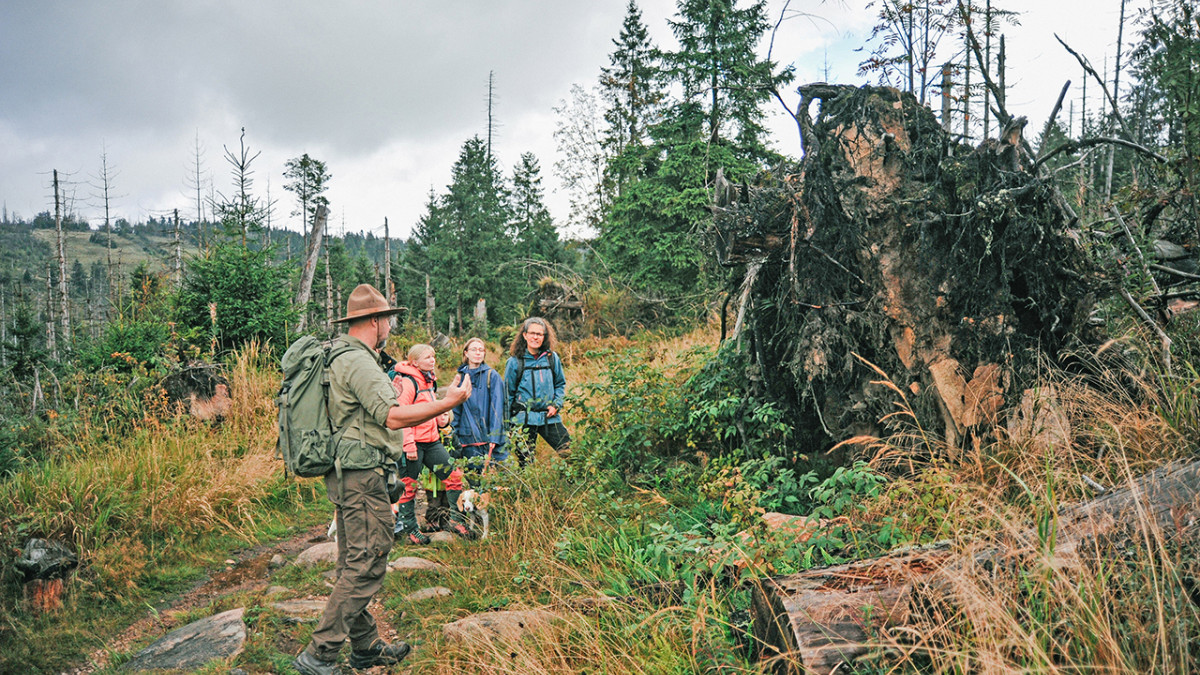 Wildnis-erleben-im-Harz-1000-Abenteuer-f-r-Natur-Fans