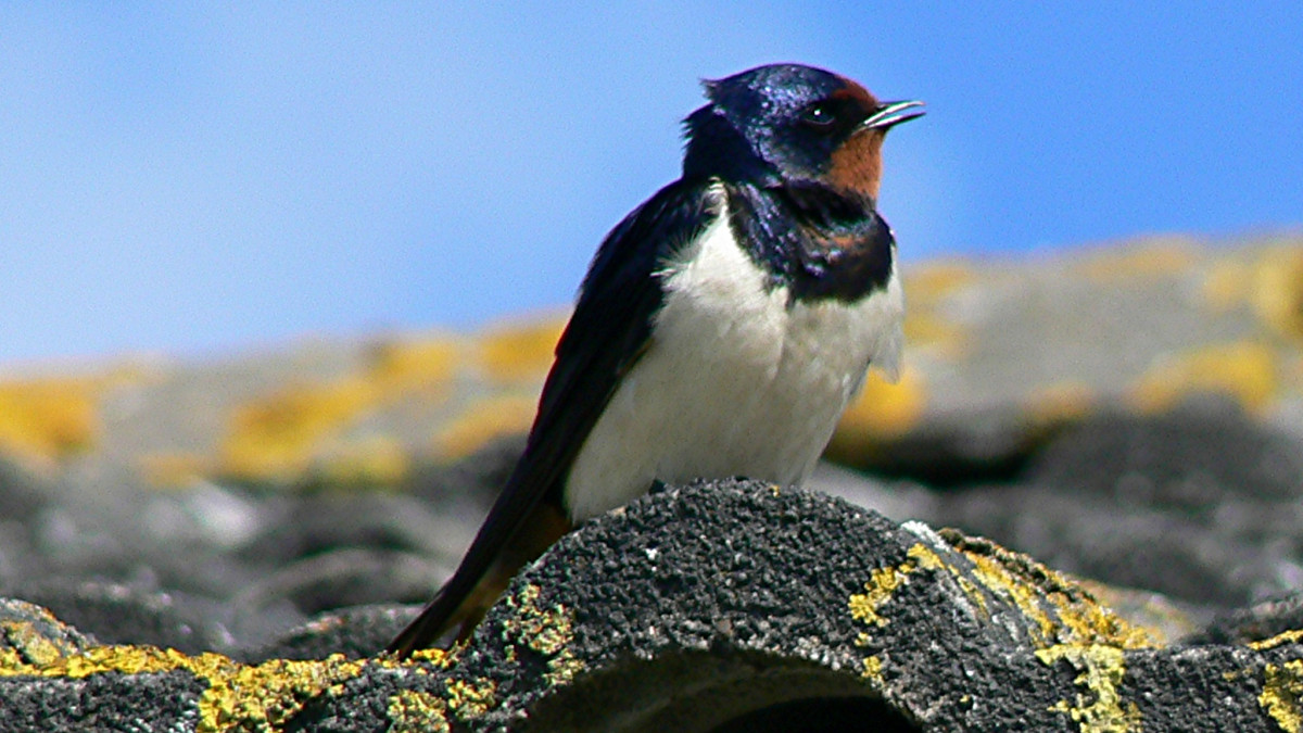 Valentinstag-f-r-Schwalben-NABU-und-Landkreis-verschenken-Nisthilfen