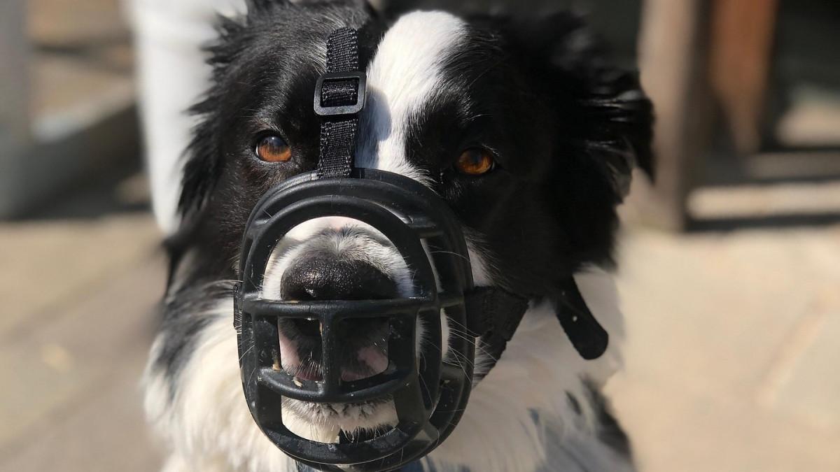 Zweite-Chance-f-r-aggressive-Hunde-Niedersachsen-plant-Reform