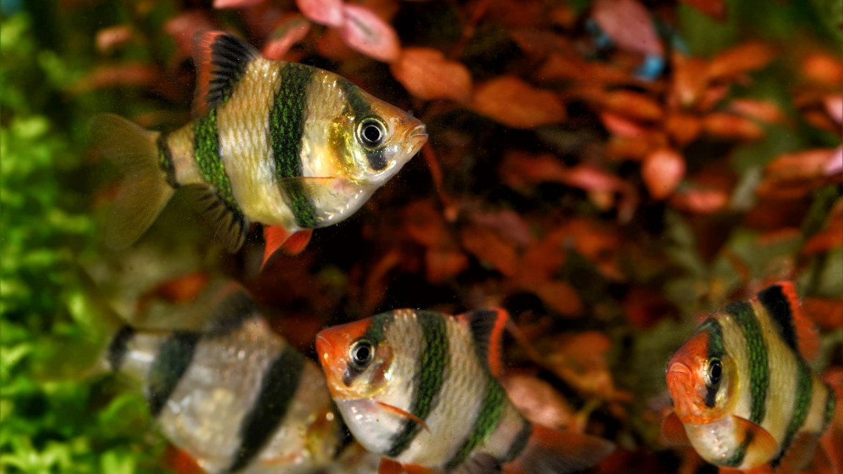 Aquarien-Fans-aufgepasst-Morgen-gro-e-Zierfischb-rse-in-Braunschweig