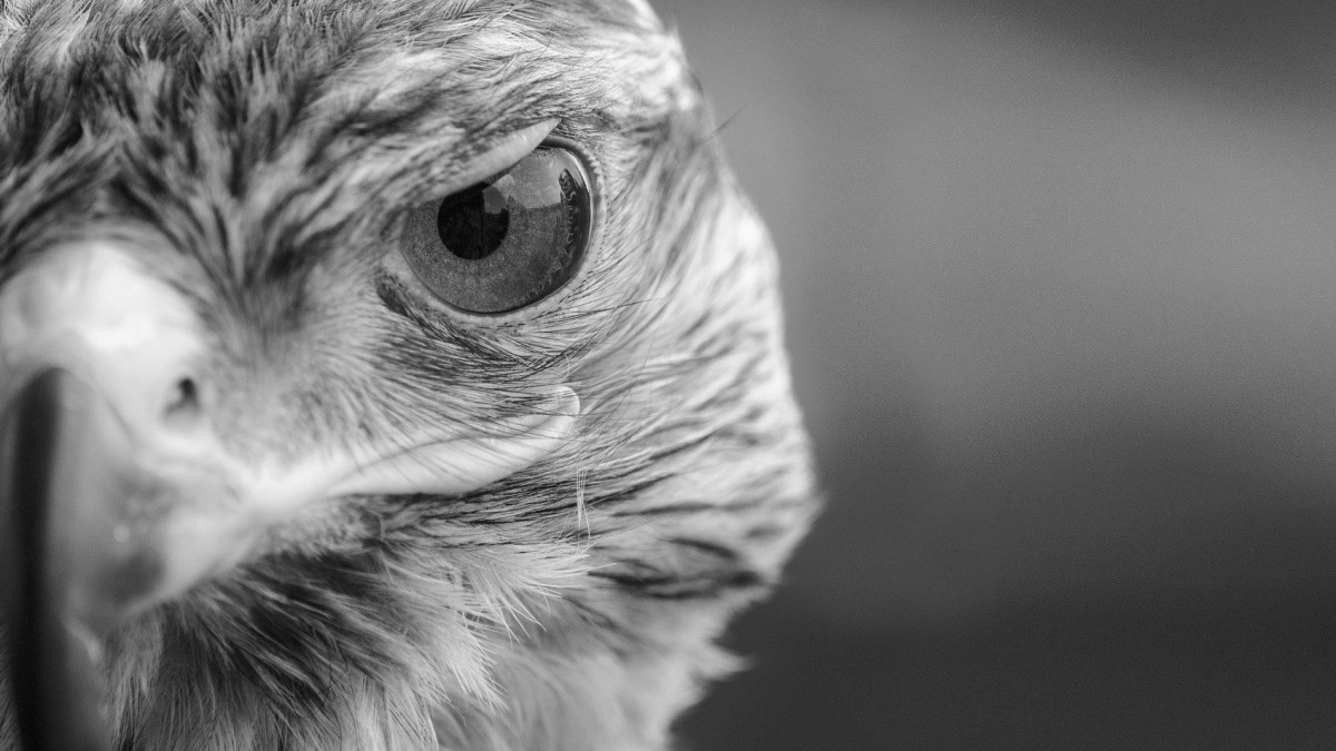 Tierschutz-und-Feuerwehr-k-mpften-um-das-Leben-eines-Bussards