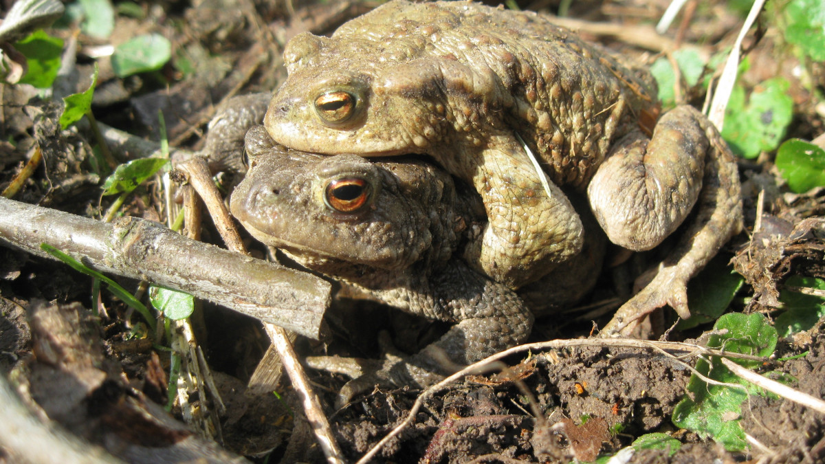 Amphibien-Schutz-Landkreis-sucht-dringend-Freiwillige