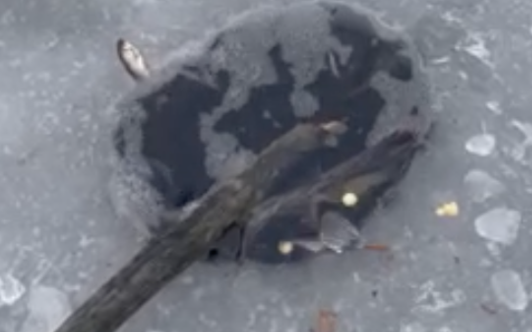 Fischsterben-im-Neuen-Teich-Stadt-kontrolliert-das-Gew-sser