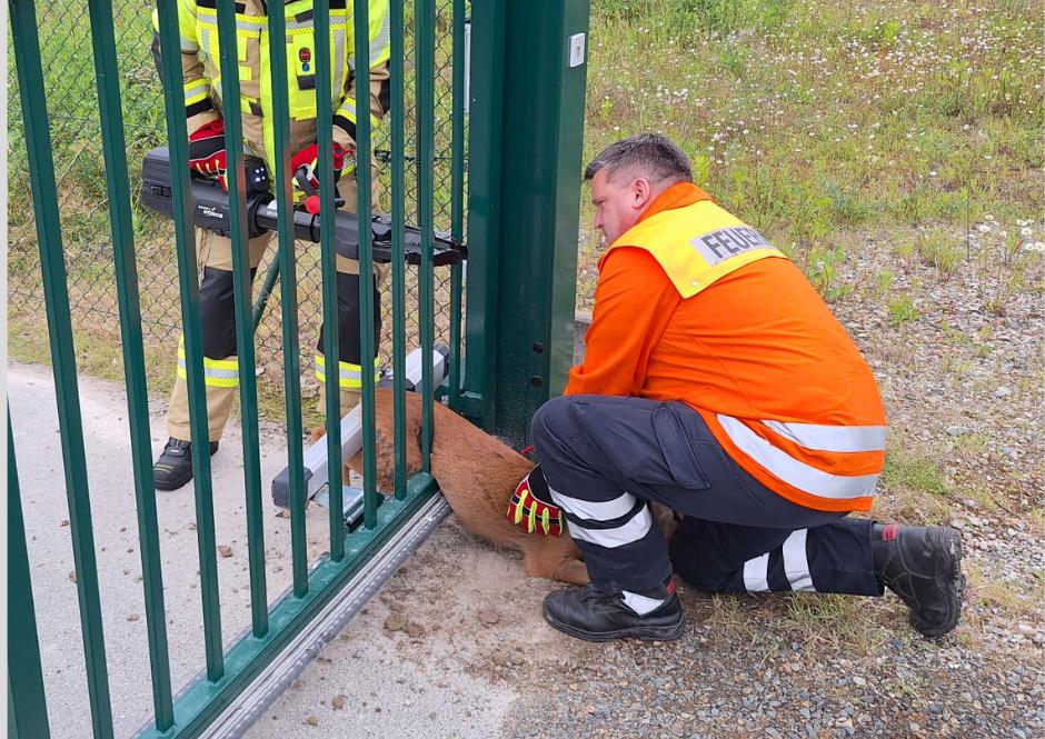 Tierischer-Einsatz-Feuerwehr-rettet-eingeklemmten-Rehbock