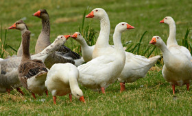 Martinstag: Warum wir heute Laternen leuchten lassen und Gans essen