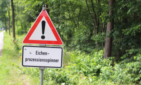 Gifhorn: Eichenprozessionsspinner breitet sich hier besonders stark aus