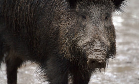 Bad Harzburg: Ausflug von Wildschwein endet tragisch
