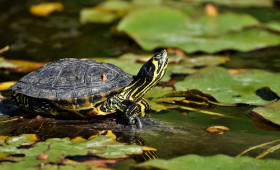 Niedersachsen: Exotische Schildkröten als Bedrohung für heimische Gewässer