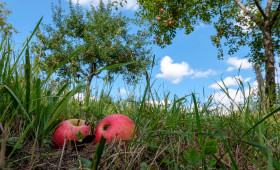 Apfel- und Herbstfest auf der Streuobstwiese in Hornburg