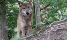 Helmstedt: Eilanträge gegen Wolfsabschuss eingereicht
