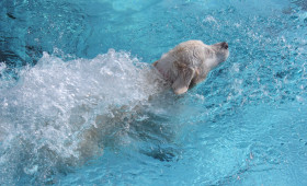 Braunschweig: Vierbeiner willkommen – Hier können Hunde baden gehen