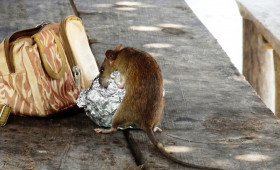 Letzte Frist läuft ab: Rattengift darf nur noch kurze Zeit genutzt werden