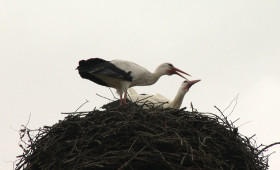Storch Fridolin trotzt der Vogelgrippe - Zum 19. Mal zurück in Leiferde 