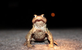 Krötenwanderung in Helmstedt: Straßen werden gesperrt 