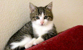 Katzen in der Urlaubszeit: Zuhause ist ihr Lieblingsort