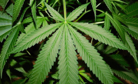 Landkreis Gifhorn: Polizei entdeckt Cannabisplantage in Wohnung