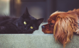 Tierisch in Not: So leisten Sie erste Hilfe bei Hund und Katze 
