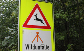 Zeitumstellung bringt Gefahren: Wildwechsel erhöht Unfallrisiko
