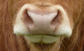 Ausgebüxt: Highlandrind spaziert durch Adenstedt
