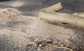 Wegen Straßensanierung: Hier werden in Braunschweig Bäume gefällt