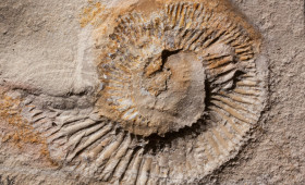 Kreativ-Wettbewerb: Die Region Braunschweig sucht das Lieblingsfossil
