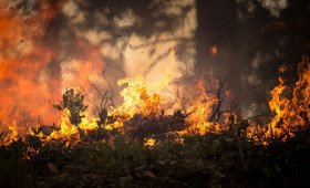 Anhaltende Trockenheit lässt Waldbrandgefahr ansteigen 