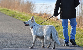 Hunde müssen an die Leine (Symbolbild)
