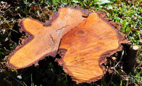 Wegen Bauarbeiten: Bäume in Braunschweig werden gefällt