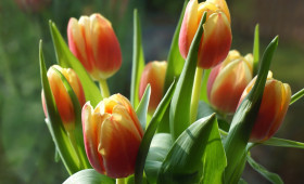 Goslar: Im Zeichen der Tulpe - Einladung zum Bibliotheksabenteuer