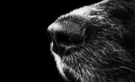 Braunschweig: Frau von Schäferhund angegriffen und verletzt