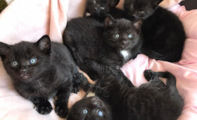 Einzelkatze oder Paar? So treffen Halter die richtige Wahl