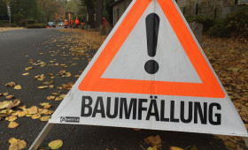 Braunschweig: Nicht mehr bruchsicher - Hier werden Bäume gefällt