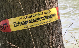 Eichenprozessionsspinner: Wolfsburg rüstet sich gegen giftige Raupen 