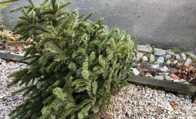 Salzgitter: Weihnachtsbäume werden abgeholt