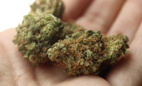 Drogendealer-Duo: Polizei Gifhorn gelingt Schlag gegen zwei Brüder