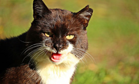 Salzgitter: Streuner-Katzen im Visier - Politiker beraten über Maßnahmen