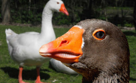 Geflügelpest: Gute Nachrichten für Tierhalter im Landkreis Gifhorn