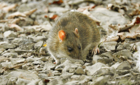 Ratten in Wolfenbüttel: Kein "eklatantes Problem" mehr? 