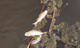 Harz: Tote Fische im Teich - Anwohner besorgt