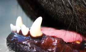 Hund beißt Mann in Wolfenbüttel: Besitzer flüchtet