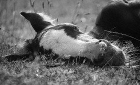 Unfall auf B188 bei Gifhorn: Auto kollidiert mit Pferd