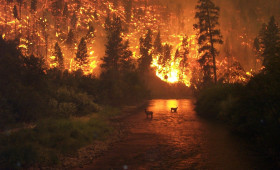 Höchste Warnstufe: In diesem Landkreis herrscht extreme Waldbrandgefahr
