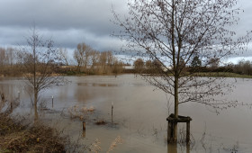 Erfolgreiche Maßnahmen: So naturnah ist dieser Fluss in Braunschweig