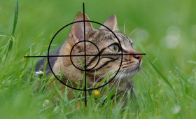 Neues Jagdgesetz: Katzen dürfen in Niedersachsen weiter abgeschossen werden