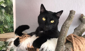 Die richtige Urlaubsbetreuung: Was Katzen wirklich glücklich macht