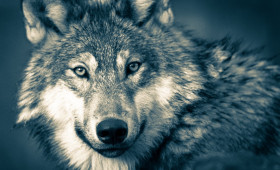 Landkreis Helmstedt gibt Wolf zum Abschuss frei 