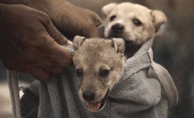 Tierleid im Internet: Auch Braunschweig ist betroffen