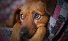 Stressfreies Silvester: Herbstliches Hundetraining gegen Angst