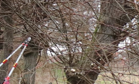 Tier- und Pflanzenschutz: Stadt Wolfsburg erinnert an Schnittverbot